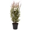 250mm Lilly Pilly Forest Flame - Acmena smithii - Slim And Trim Range