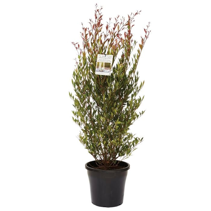 250mm Lilly Pilly Forest Flame - Acmena smithii - Slim And Trim Range