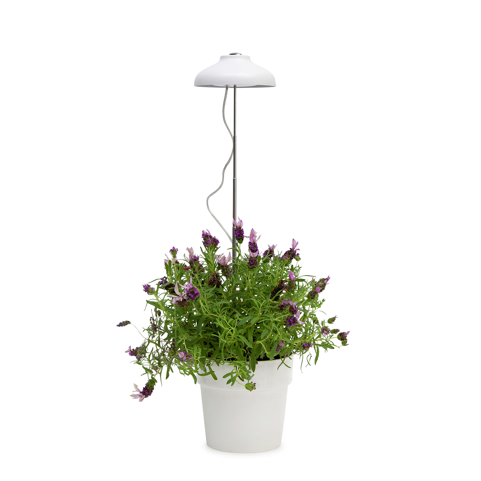 Uv light for plants bunnings sales