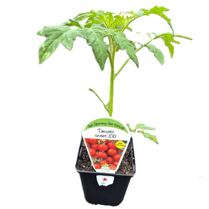 9cm Tomato Sweet 100