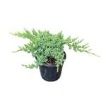 4L Creeping Juniper - Juniperpus Procumbens Nana 