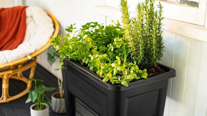 Raised garden bed filled with growing lush veggies