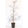 350mm Grevillea Elegance