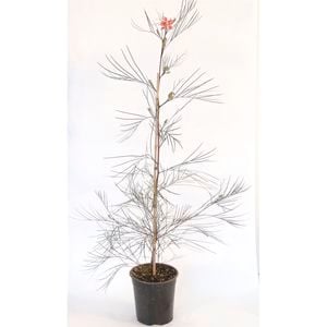 350mm Grevillea Elegance