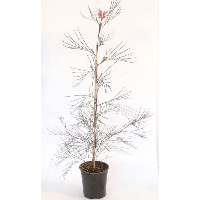 350mm Grevillea Elegance