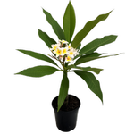 180mm Frangipani Fragrant Cream - Plumeria 