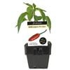 100mm Chilli Jalapeno - Capsicum annuum