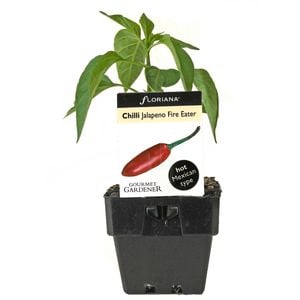 100mm Chilli Jalapeno - Capsicum annuum