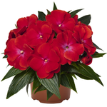 170mm Magnum Impatiens - Impatiens hawkerii