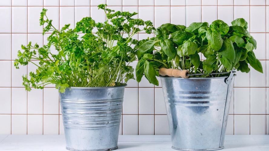 DIY - Header - How to grow herbs indoors 