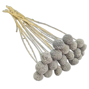 Blooms Of Joy 50cm Grey Billy Button Flowers