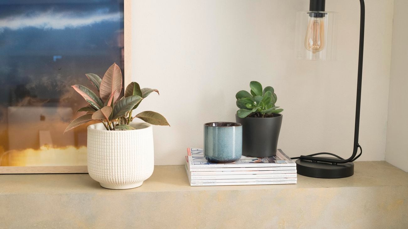 Potted plants, a stack of magazines and a lamps on a shelf