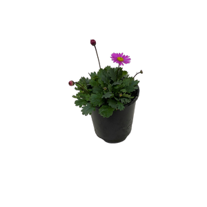 140mm Cut-Leaf Daisy - Brachyscome fresco -  Regal Passions Range