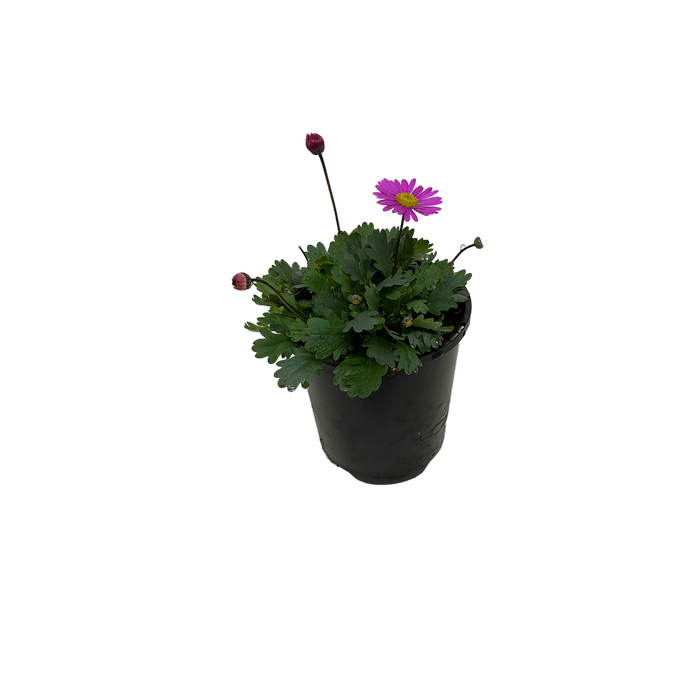140mm Cut-Leaf Daisy - Brachyscome fresco -  Regal Passions Range