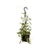 125mm Tsangii Albomarginata Hanging Basket - Hoya