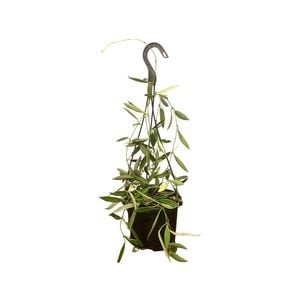 125mm Tsangii Albomarginata Hanging Basket - Hoya