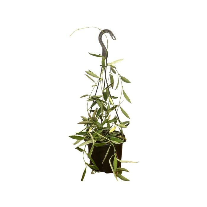 125mm Tsangii Albomarginata Hanging Basket - Hoya