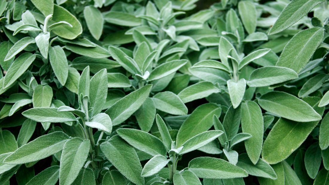 A cluster of sage plants.