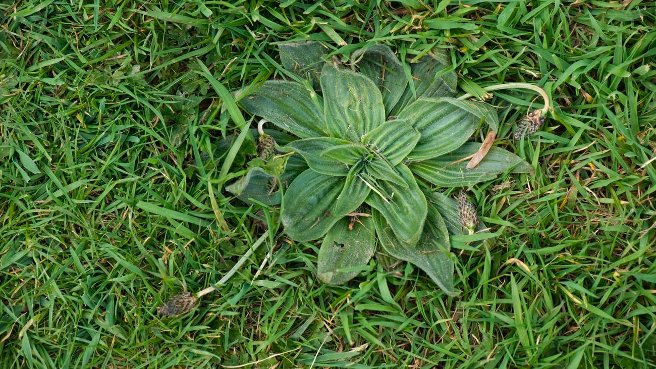 A large flat-leaf weed growing in an area of grass