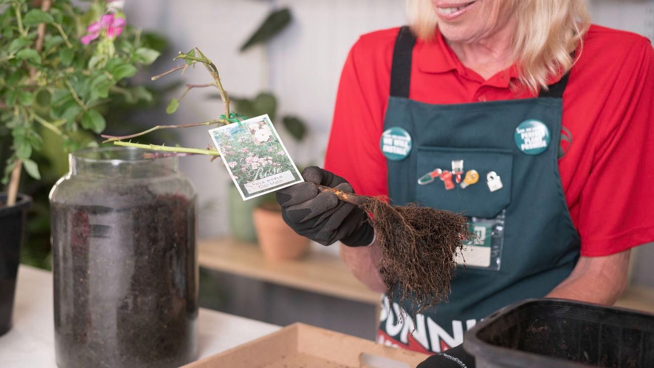 A Bunnings team member is holding a bare-rooted rose.