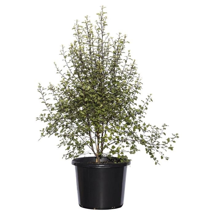 270mm Screenmaster - Pittosporum tenuifolium