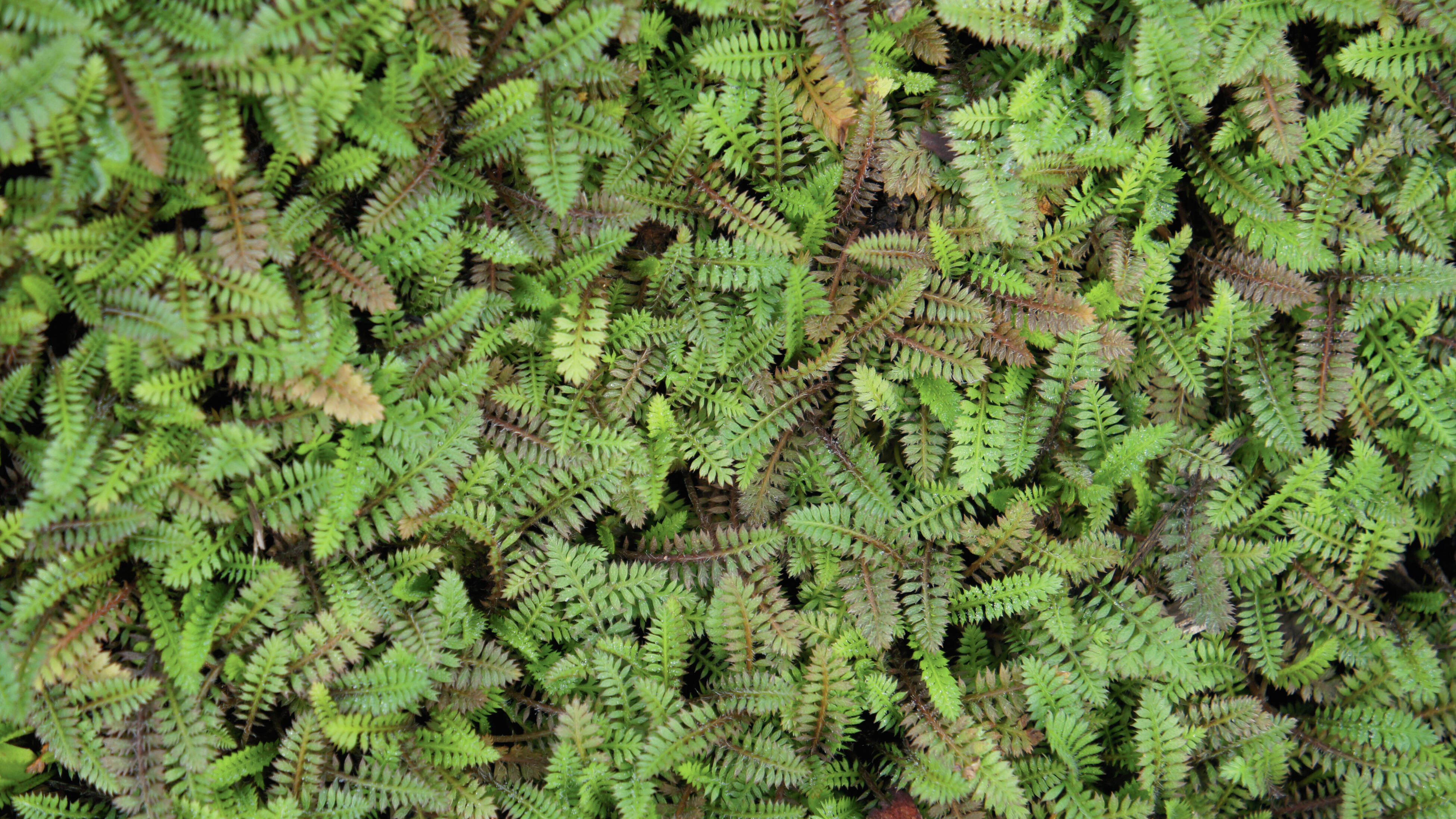 Close up of a dense mat of small green leaves of the pānakenake groundcover plant with scattered white star flowers on the stems.