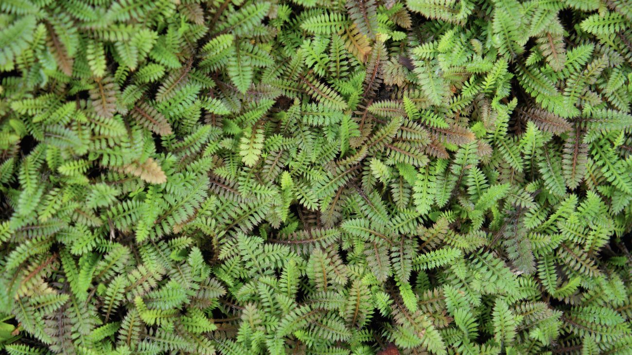 Close up of a dense mat of small green leaves of the pānakenake groundcover plant with scattered white star flowers on the stems.