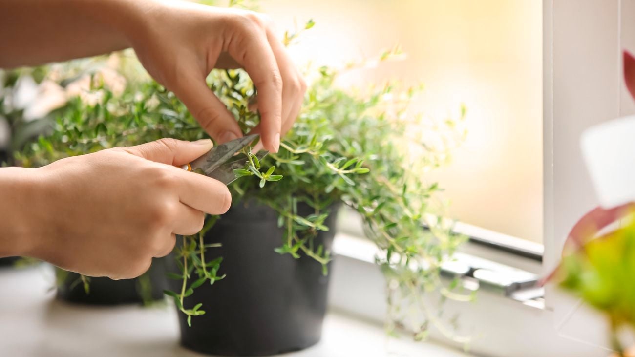 Herb plant being cut.