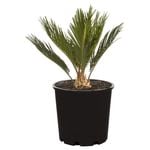 200mm Sago Palm - Cycad revoluta