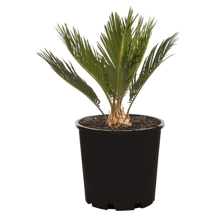 200mm Sago Palm - Cycad revoluta