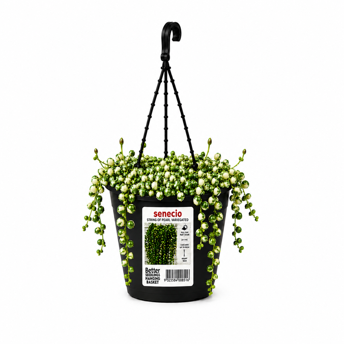 130mm String Of Pearls Variegated - Senecio rowleyanus Hanging Basket
