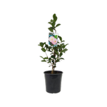 200mm Camellia Spring Surprise - Camellia japonica