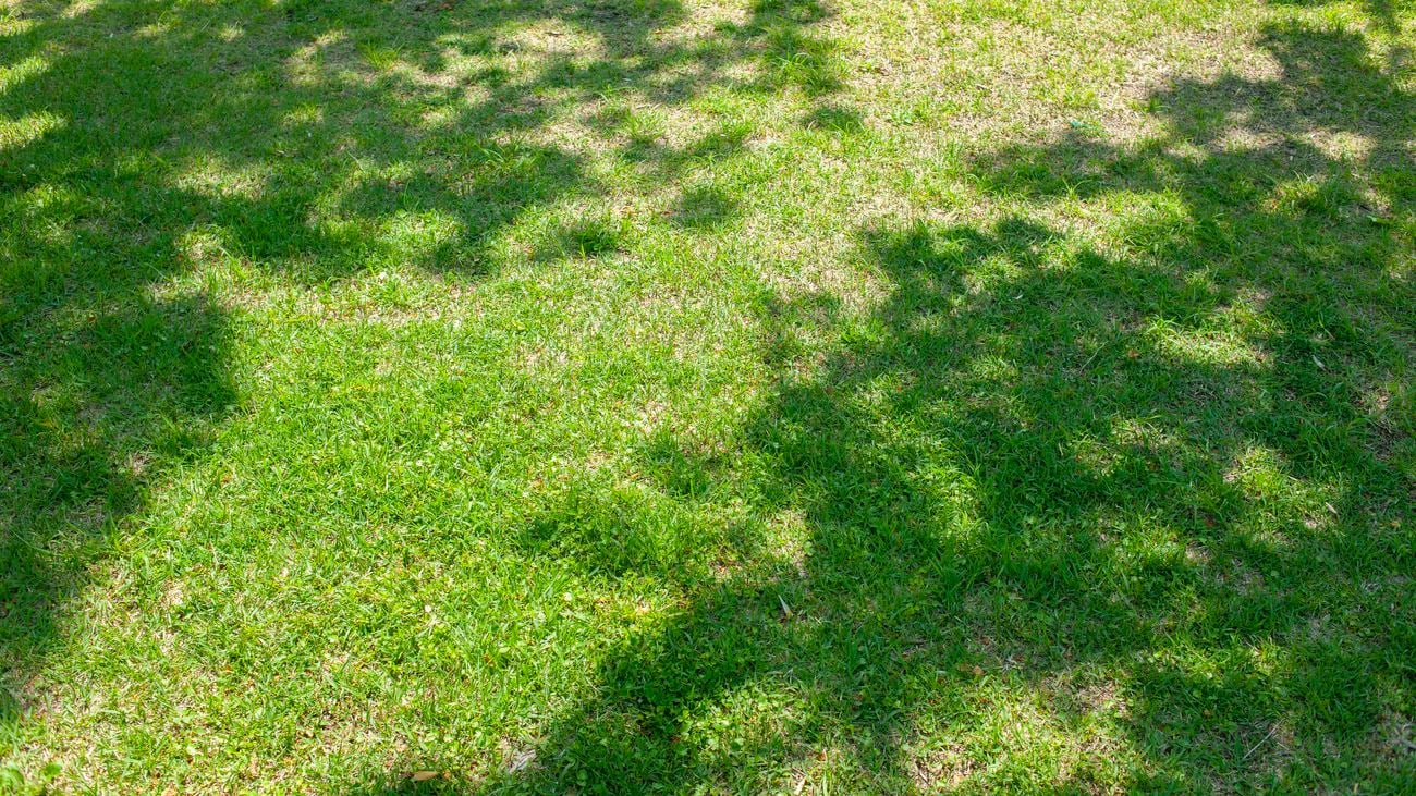 Patchy, grass with tree shadows covering it