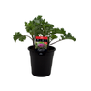 180mm Kale Candy Crush - Brassica oleracea