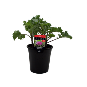 180mm Kale Candy Crush - Brassica oleracea