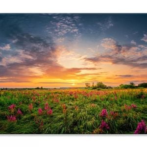 Sunset Sky & Wild Field Purple Flowers  Print 100% Australian Made 75 x 50cm  (Stretched)