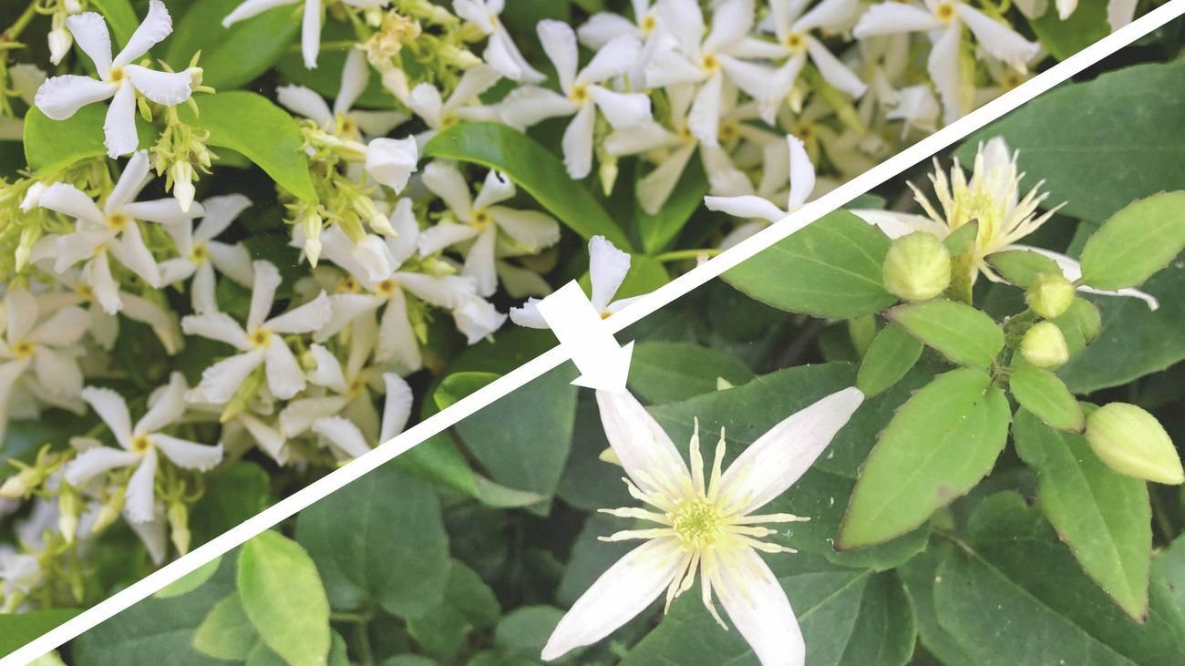 A split image showing white star-shaped jasmine flowers on the left and an Australian clematis white flower with yellow stamens among green leaves on the right, connected by an arrow