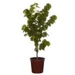 250mm Chinese Redbud Avondale - Cercis chinensis