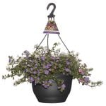 270mm Regal Creations Assorted Hanging Basket