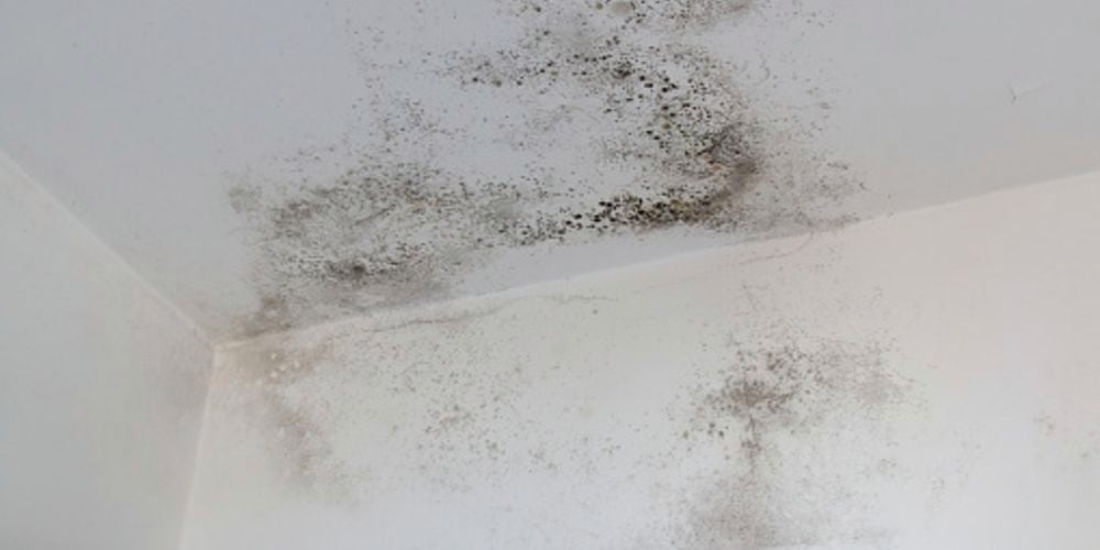 Mould growing on a cement sheeted wall 