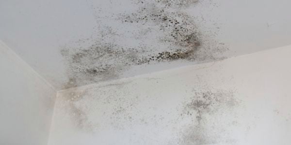 Mould growing on a cement sheeted wall 