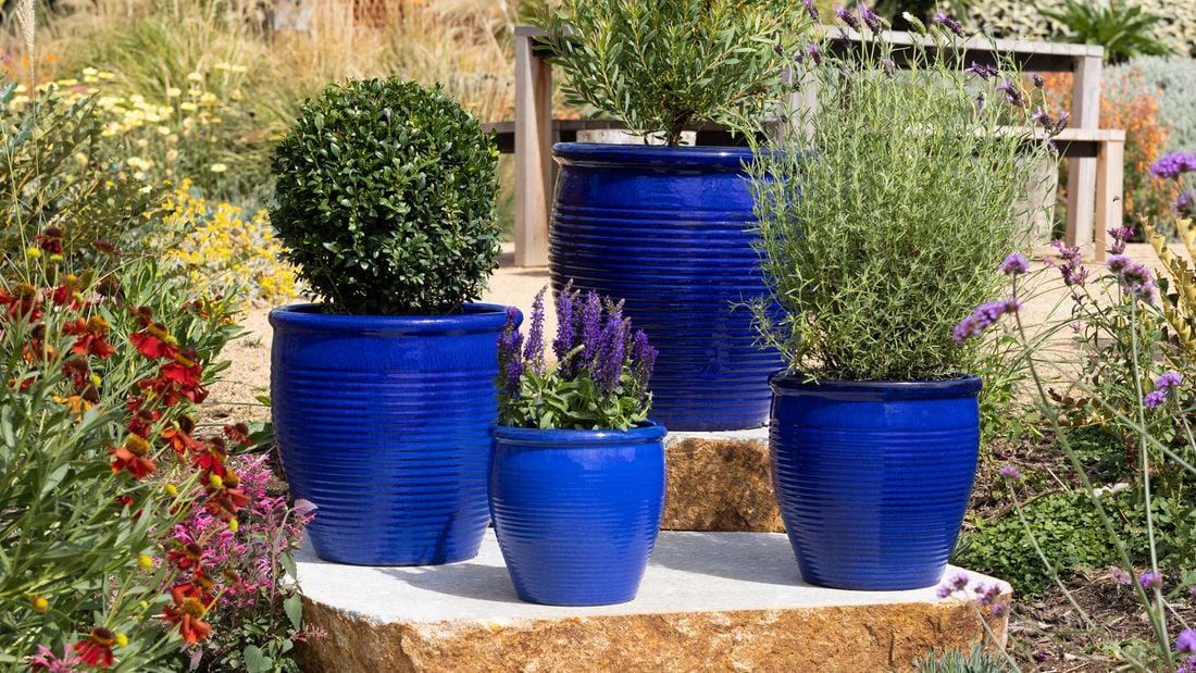 Image of deep blue pots containing variety of plants