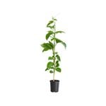 125mm Nellie Kelly Grafted Black Passionfruit - Passiflora edulius