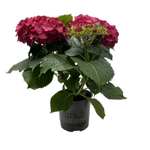 150mm Hydrangea - Hydrangea macrophylla
