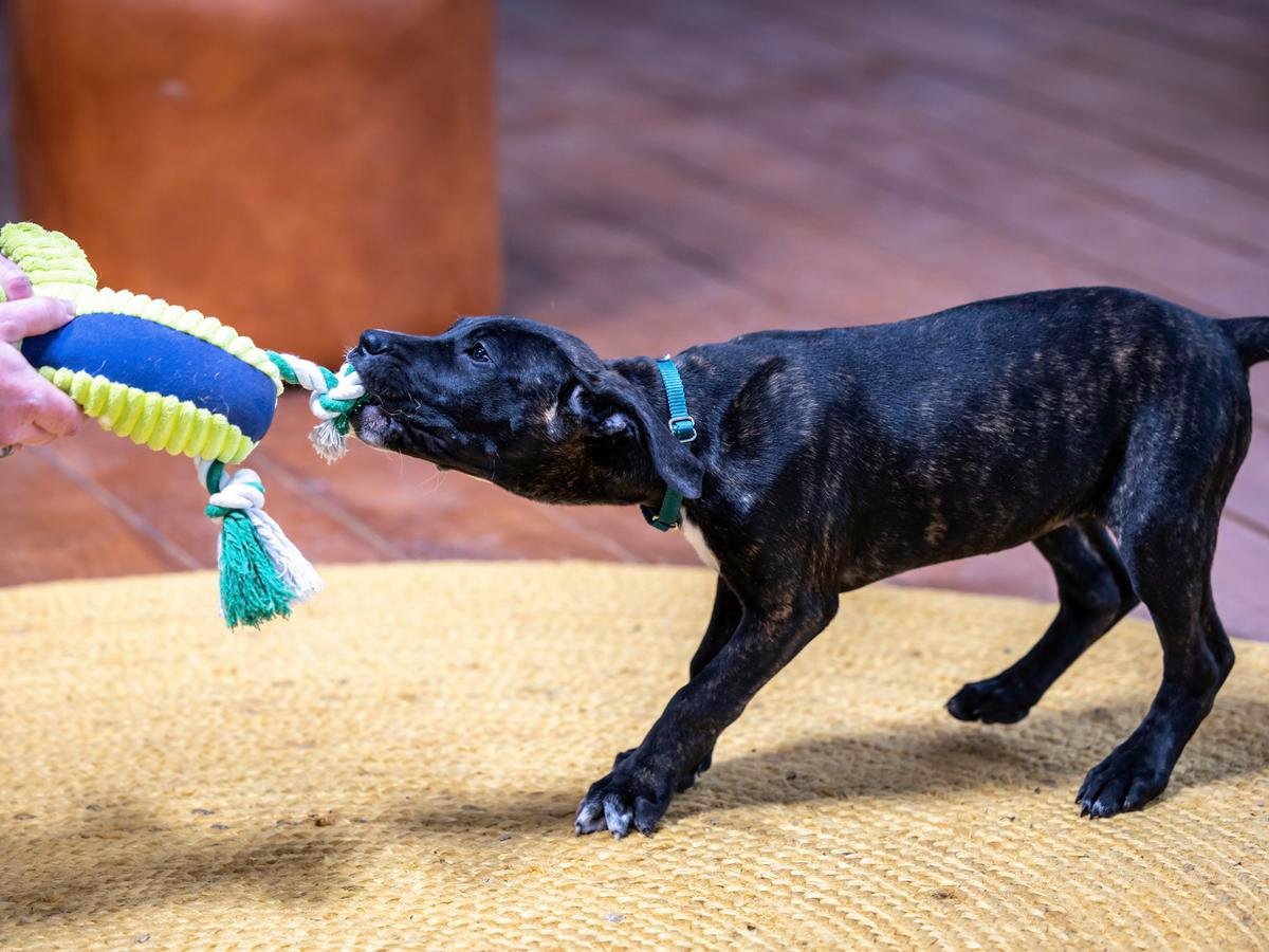 Choosing The Best Dog Toys For Your Pet Bunnings Australia