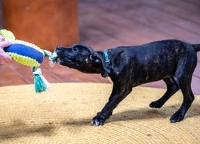 black dog pulling toy with his mouth