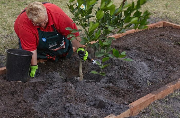 A Bunnings team member positioning a fruit tree into a hold dug in a garden bed
