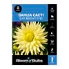 Bloomin Bulbs Dahlia Gay Bright Eyes 1 Pack