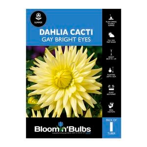 Bloomin Bulbs Dahlia Gay Bright Eyes 1 Pack