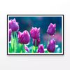 Lady Tulip Flowers Blooming  Print 100% Australian Made 120x90cm  (Poster)
